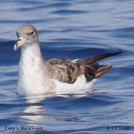 Cory's Shearwater