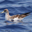 Cory's Shearwater range map