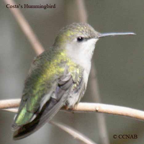 Costa's Hummingbird