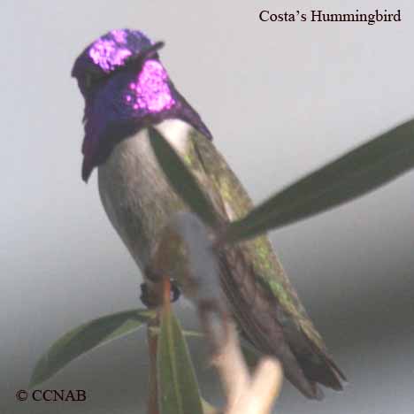 Costa's Hummingbird