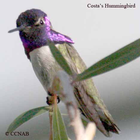 Costa's Hummingbird