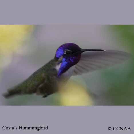 Costa's Hummingbird