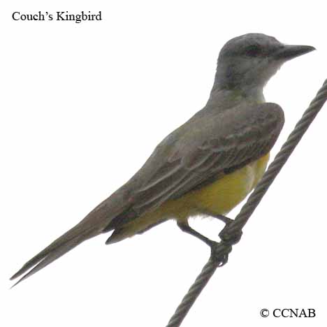Couch's Kingbird