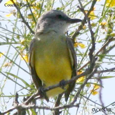 Couch's Kingbird