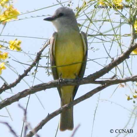 Couch's Kingbird