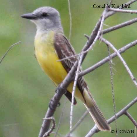 Couch's Kingbird