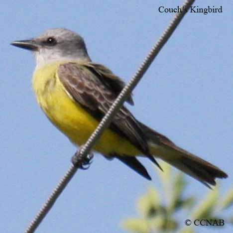 Birds of North America