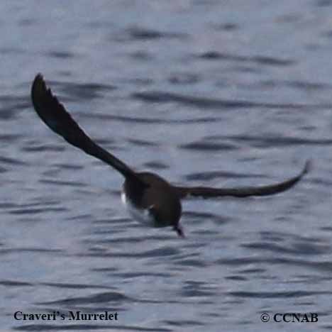 Craveri's Murrelet