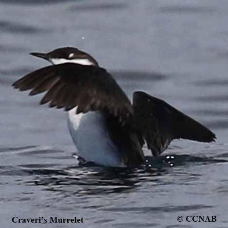 Craveri's Murrelet