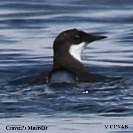 Craveri's Murrelet