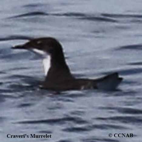 Craveri's Murrelet