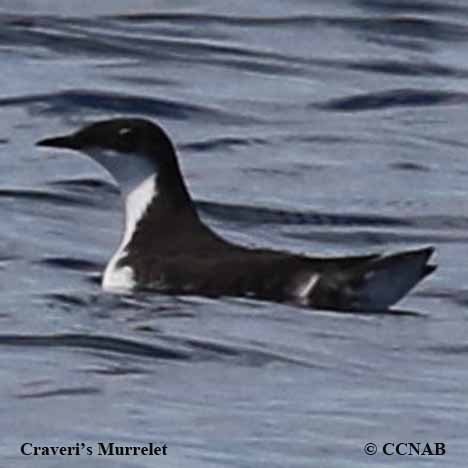 Birds of North America