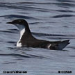 Craveri's Murrelet range map