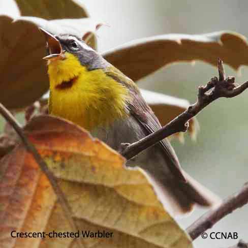 Crescent-chested Warbler