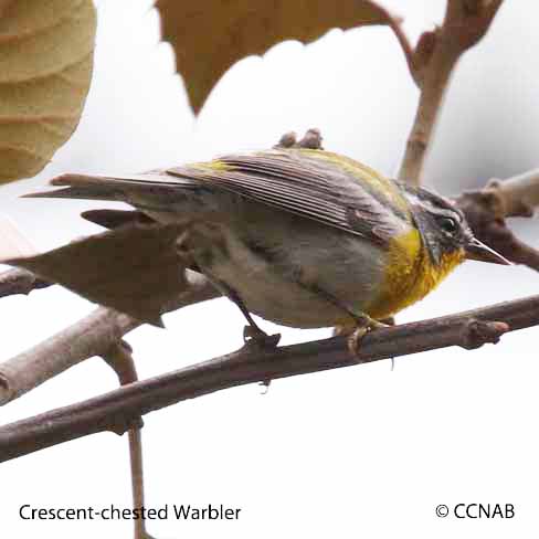 Crescent-chested Warbler