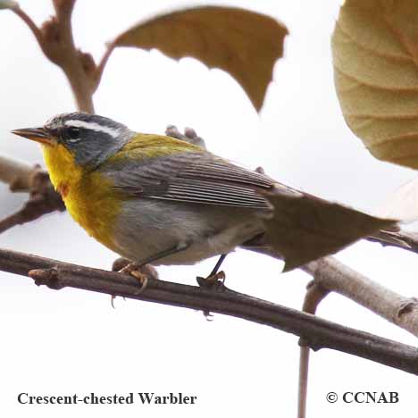 Crescent-chested Warbler