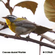 Crescent-chested Warbler range map