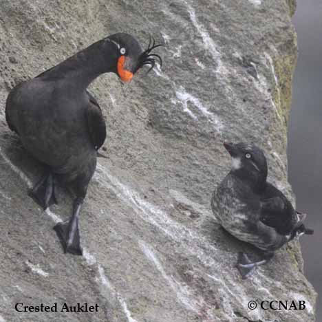 Crested Auklet