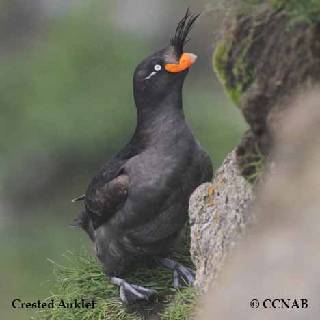 Crested Auklet