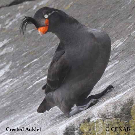 Crested Auklet