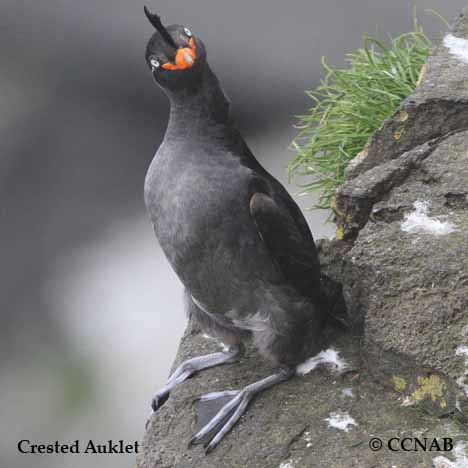 Crested Auklet