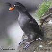 Crested Auklet range map