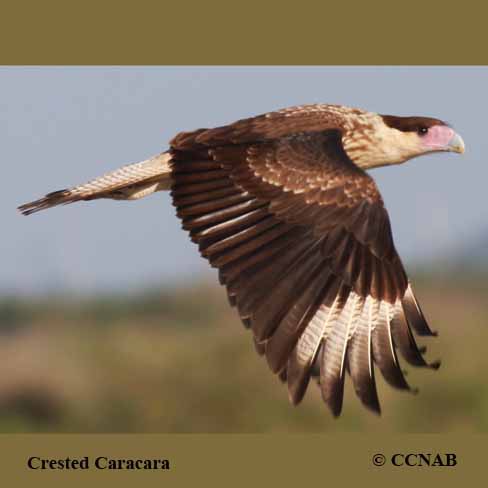 Crested Caracara