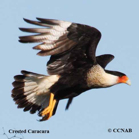 Crested Caracara