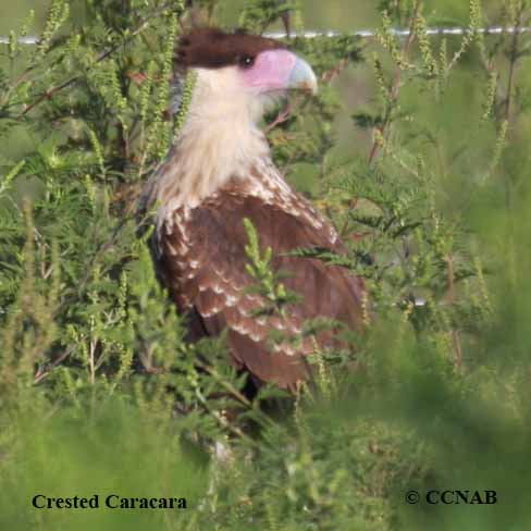 Crested Caracara