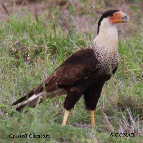 Crested Caracara