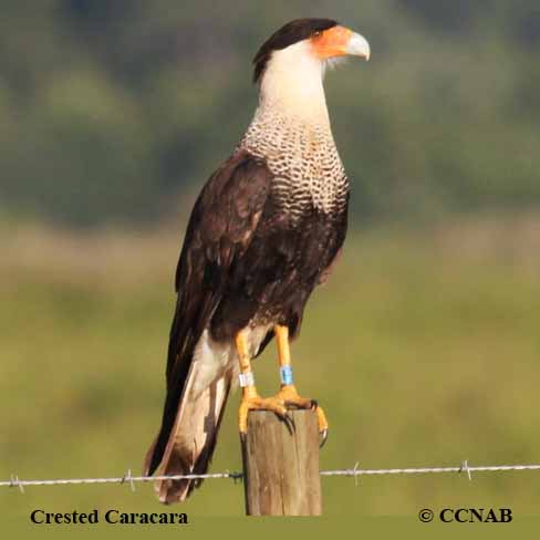 Crested Caracara