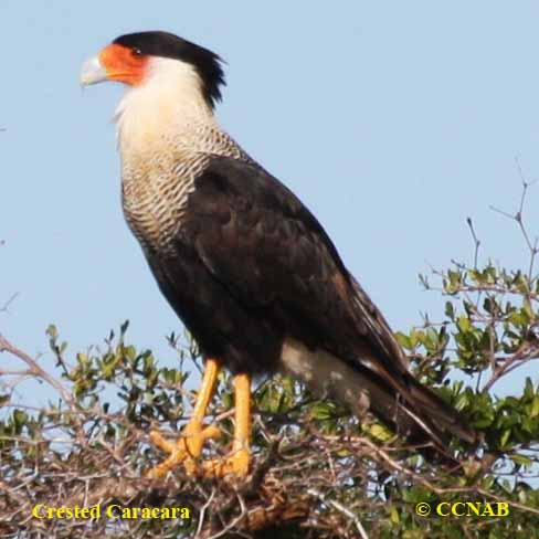 Birds of North America