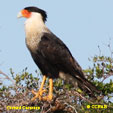 Crested Caracara range map