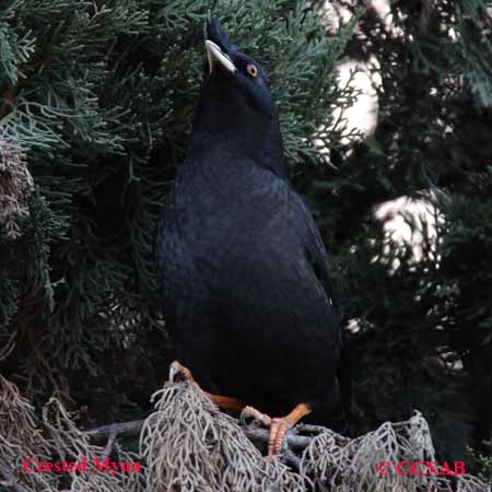 Crested Myna