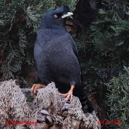 Crested Myna