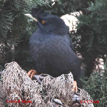 Crested Myna