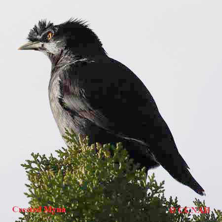 Birds of North America