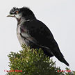 Crested Myna