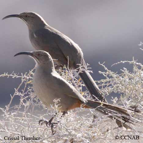 Crissal Thrasher