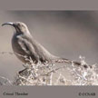 Crissal Thrasher songs and calls