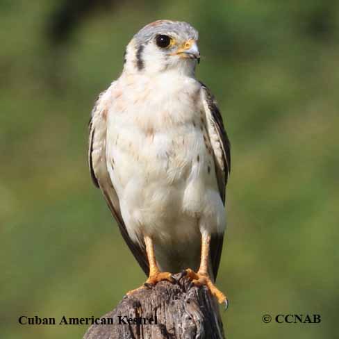 Cuban American Kestrel