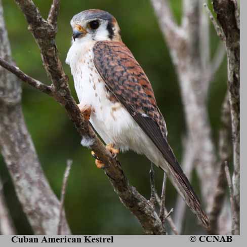 Cuban American Kestrel