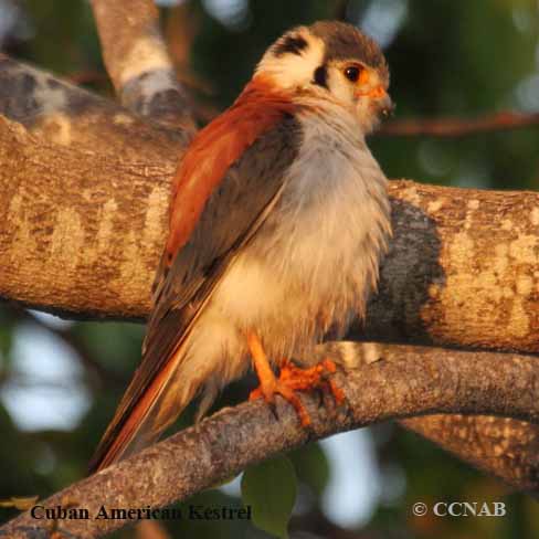 Birds of North America