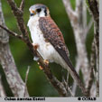 Cuban American Kestrel range map