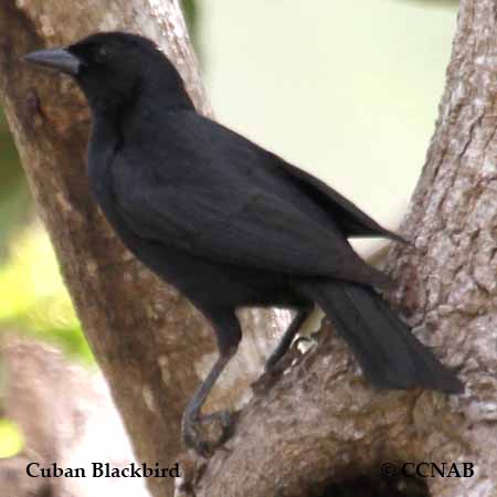 Cuban Blackbird