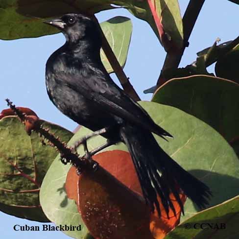 Cuban Blackbird