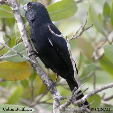 Cuban Bullfinch