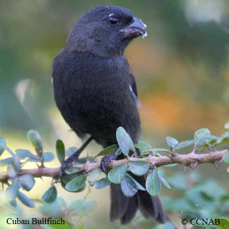 Cuban Bullfinch