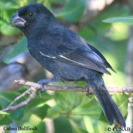 Cuban Bullfinch