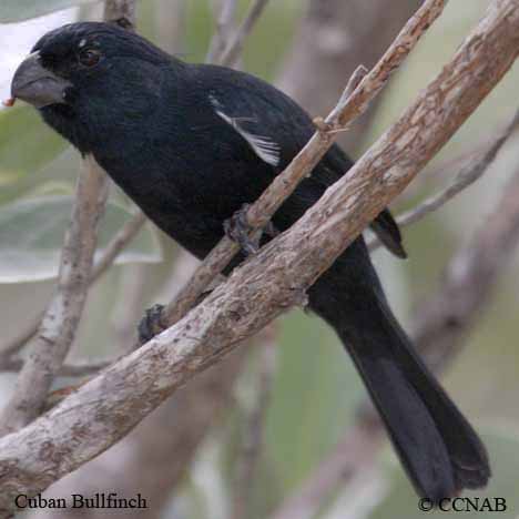 bullfinches